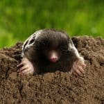 Mole, Talpa europaea, crawling out of brown molehill on green grass. See less