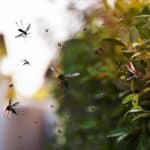 Swarm of mosquitoes fly in the park