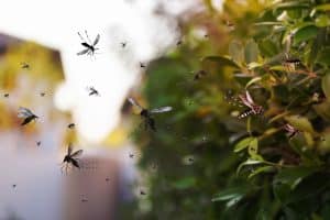 Swarm of mosquitoes fly in the park