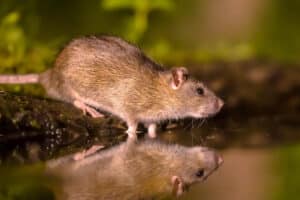 Brown rat (Rattus norvegicus) drinking water from bank at night