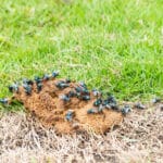 A striking close-up of nature captures fresh animal faeces settling on a half-green, half-brown patch of grass, teeming with feeding flies