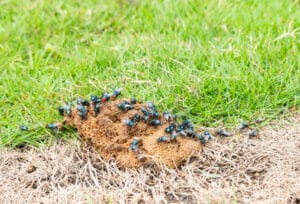 A striking close-up of nature captures fresh animal faeces settling on a half-green, half-brown patch of grass, teeming with feeding flies