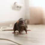 Brown rat on floor indoors