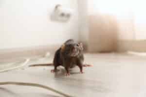 Brown rat on floor indoors