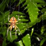Spider in its spider's web