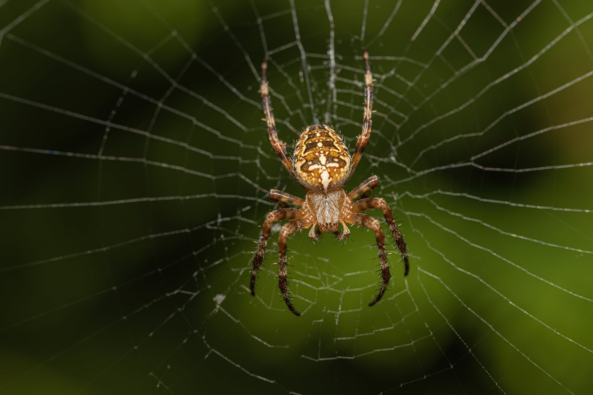 Macro photo of a scary looking European garden spider waiting to feed