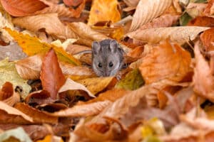 The deer mouse is a rodent native