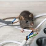 Rat near chewed electric wires on floor indoors