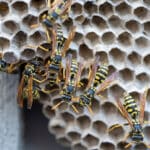 Wasps crawling around their nest
