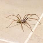Giant house spider (Eratigena atrica) on a tiled kitchen floor
