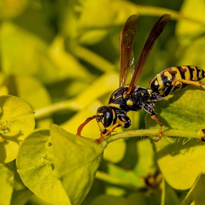 A french wasp A french wasp