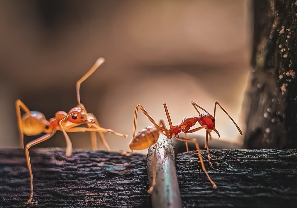 Two red ants on a wooden surface Two red ants on a wooden surface