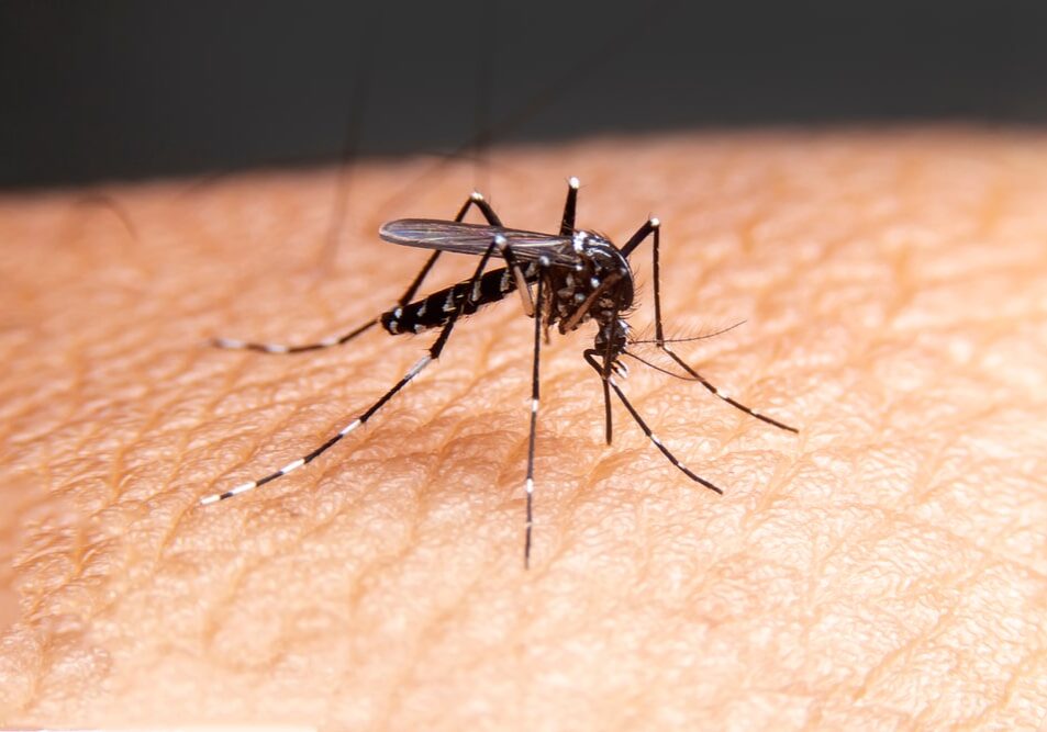 Striped mosquitoes are eating blood on human skin.