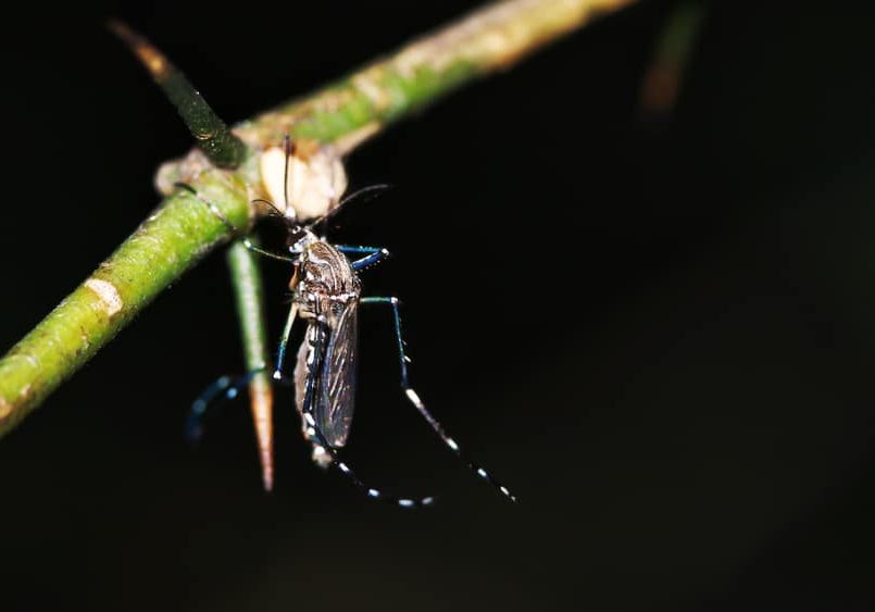 An Aedes Albopictus also known as Asian Tiger Mosquito An Aedes Albopictus also known as Asian Tiger Mosquito