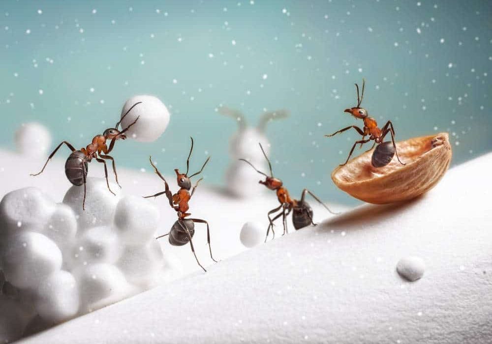 Ants In Snow