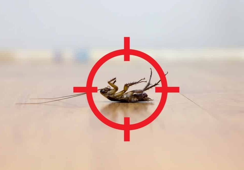 Gun,Target,To,Kill,Cockroach,,,Pest,Control,Service,Concept pest control service