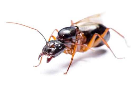 Black Carpenter Ant or Camponotus pennsylvanicus (winged male)