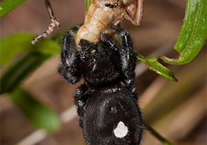 Beautiful, black, Bold Jumping Spider, Phidippus audax, eating a greasshopper