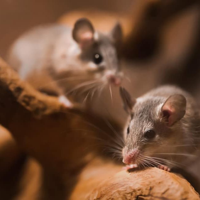 Close-up,Of,Little,Small,Mouse,Cute,Grey,Rat,With,Fluffy Close-up of little small Mouse cute grey rat