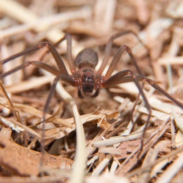 BrownRecluse Brown Recluse