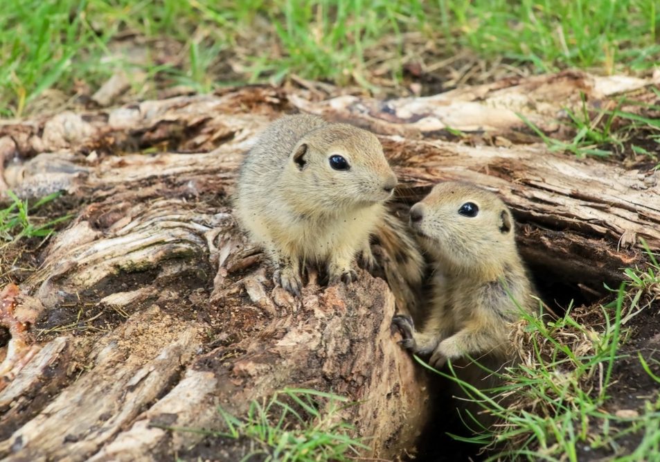A,Canadian,Gopher,Climbs,Out,Of,Its,Burrow,Under,A A Canadian gopher climbs out of its burrow under a tree.
