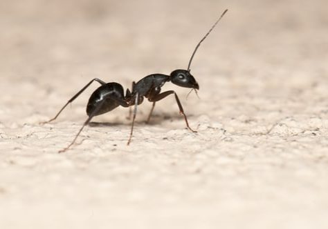 Carpenter ant isolated on white background. This ant is a major pest on houses
