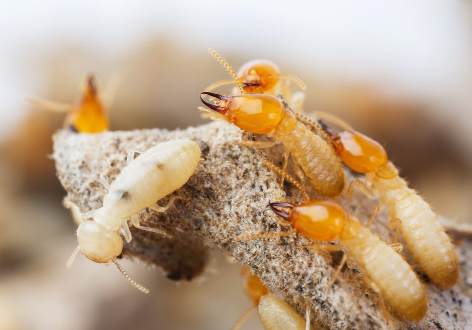 Close up termites