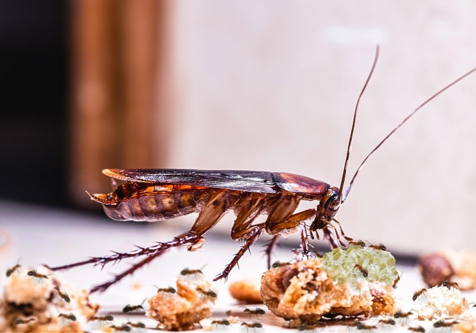 Homemade,Red,Cockroach,Eating,Dirt,On,The,Dirty,Floor,With homemade red cockroach eating dirt on the dirty floor