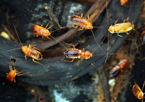Turkestan cockroach (Blatta lateralis), also known as the rusty red cockroach.