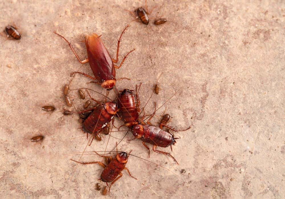 Cockroaches,Under,The,Floor.,Cockroaches,Laying,Eggs.,Cockroaches,In,Dirty Cockroaches under the floor.