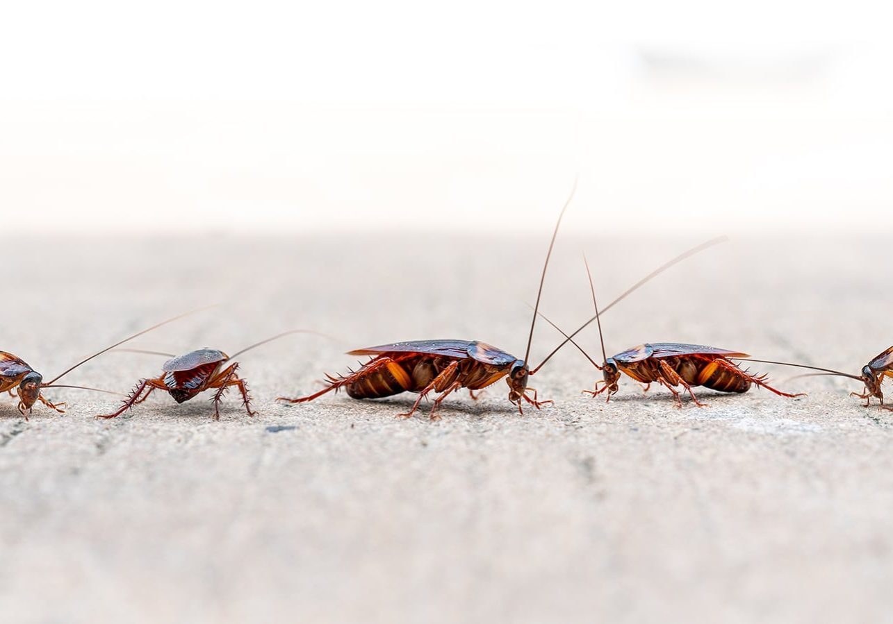 Cockroach walking on the floor