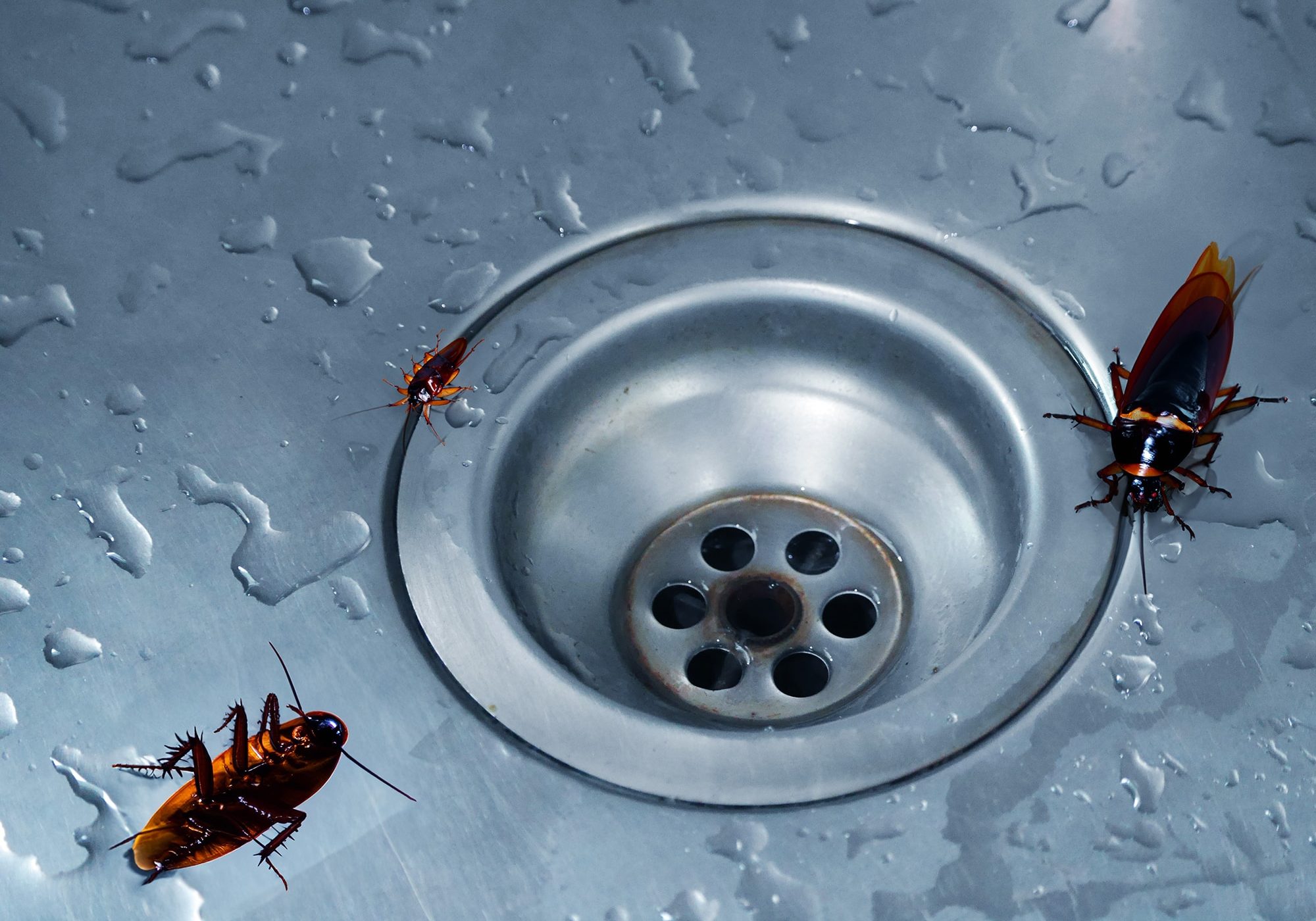 Cockroaches in the bathroom on the sink.