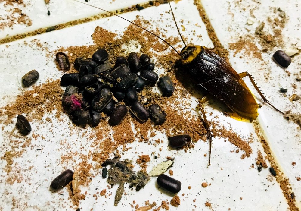 Cockroaches and eggs with its larvae