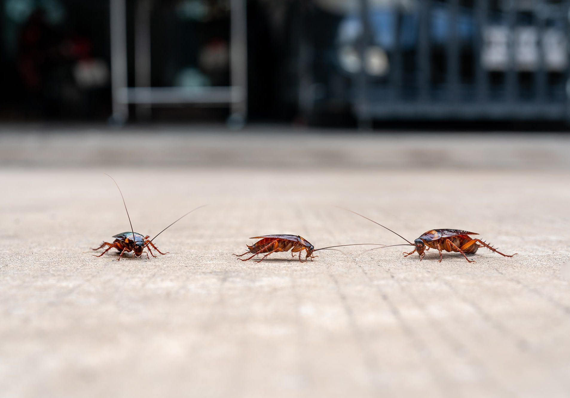 dirty cockroach walking on the floor