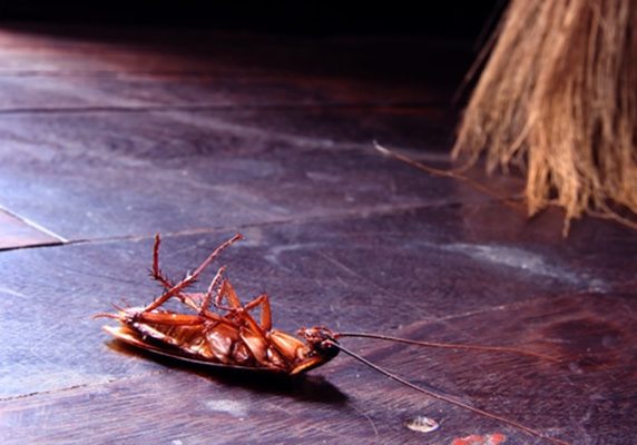 Dead cockroach on the floor