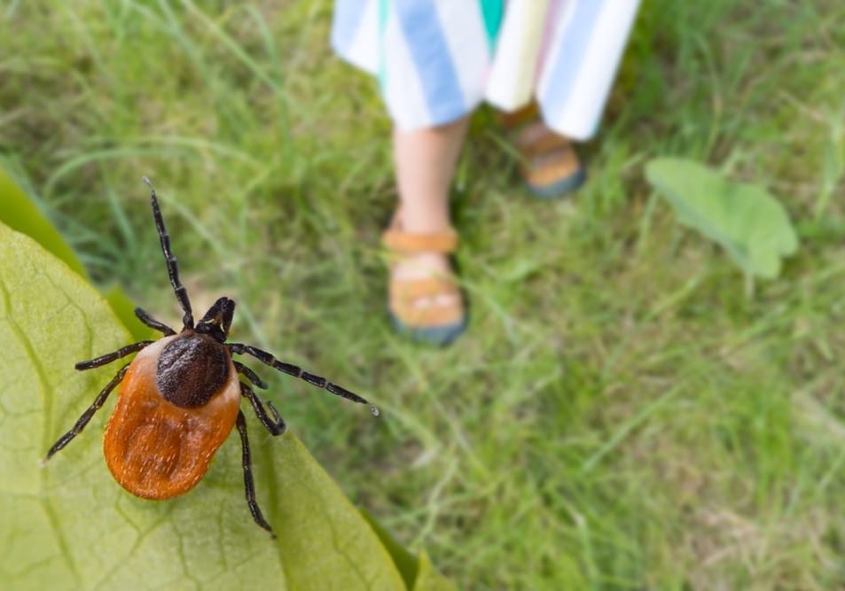 Deer tick on vegetation, focusing on its small, flattened form and readiness to attach to hosts