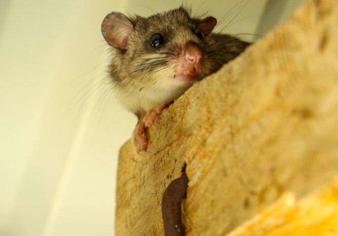 Climate Factors Affecting Pest Activity in February
