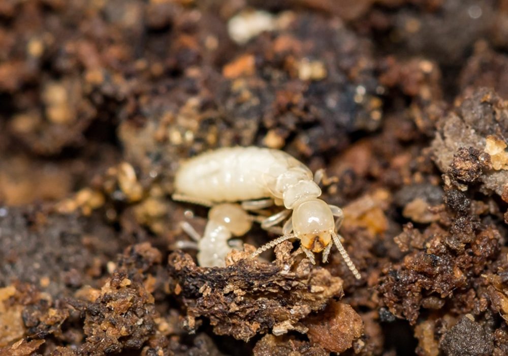 Illustration of Eastern Subterranean termites in underground tunnels and nest beneath a house.