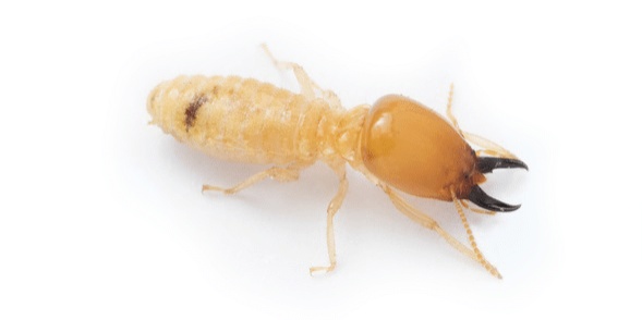 Eastern Subterranean Termites Eastern Subterranean Termites