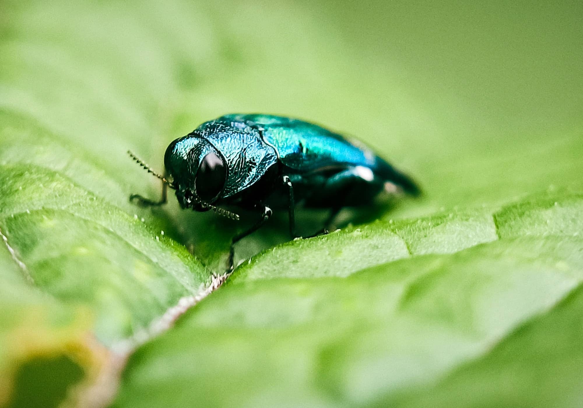 Emerald Ash Borer