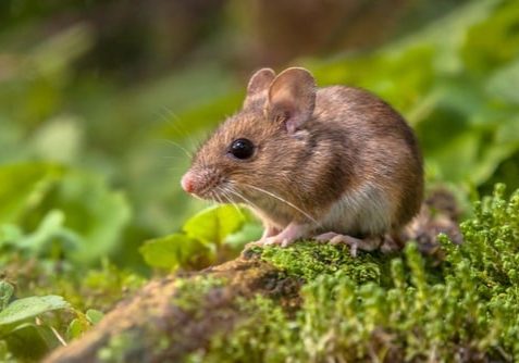 mouse resting on a stick on the forest floor