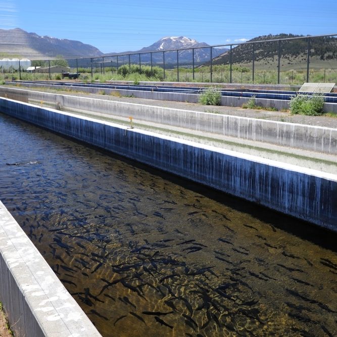 Rainbow trout (Oncorhynchus mykiss) at Hot Creek Fish Hatchery Rainbow trout (Oncorhynchus mykiss) at Hot Creek Fish Hatchery