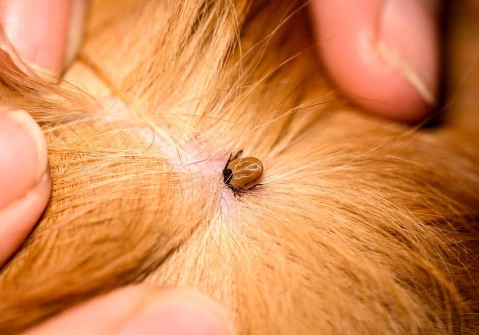 The mite bites a reddish dog