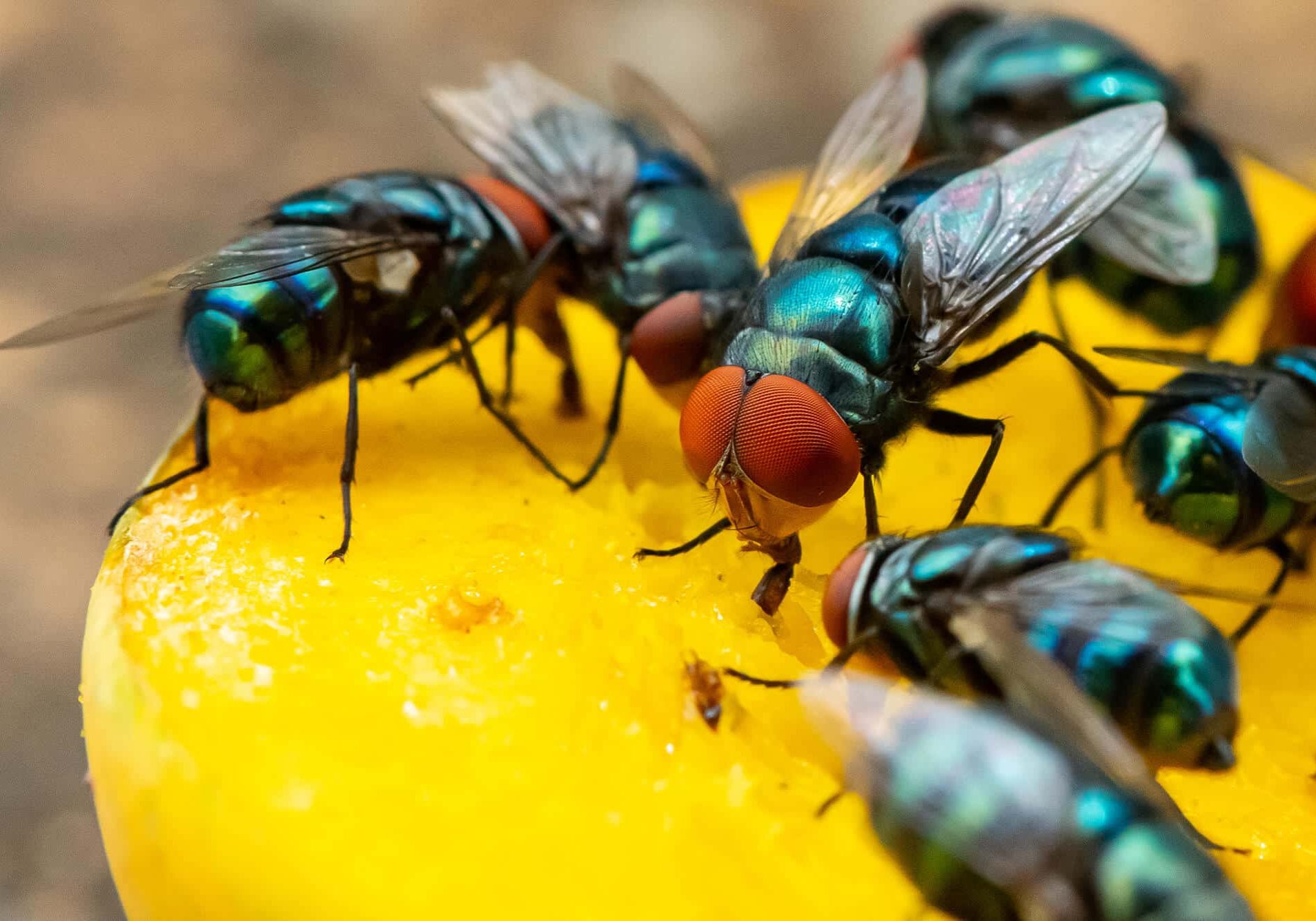 Green houseflies feeding on ripe mango using their labellum to suck the food
