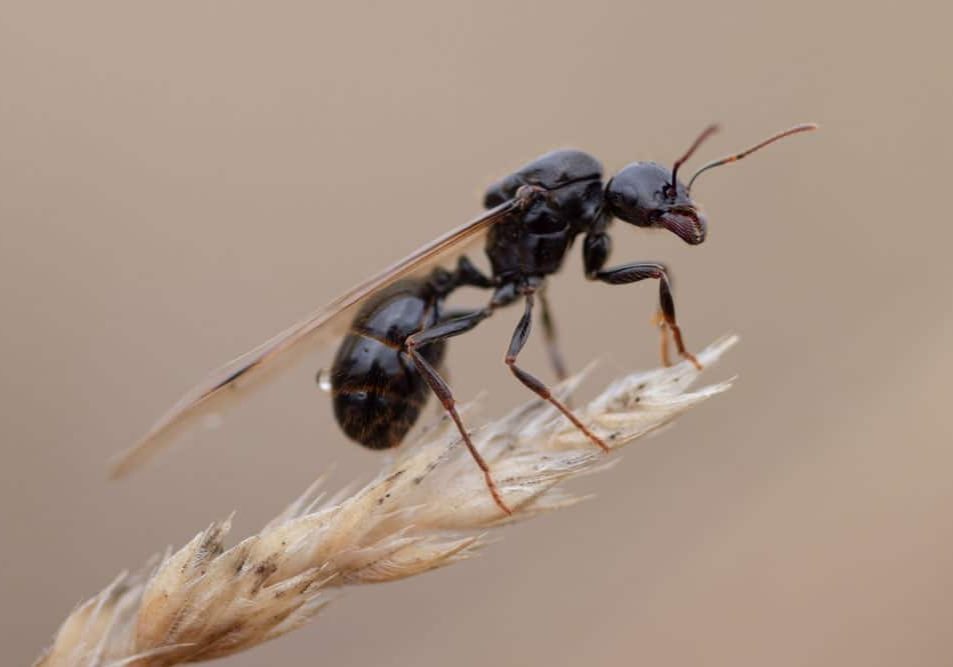 FlyingAnt