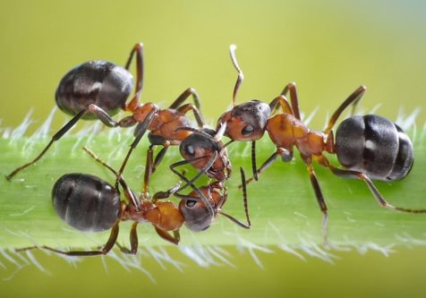 Three ants conspiracy on grass