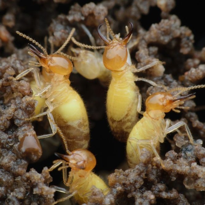 Formosan Termites