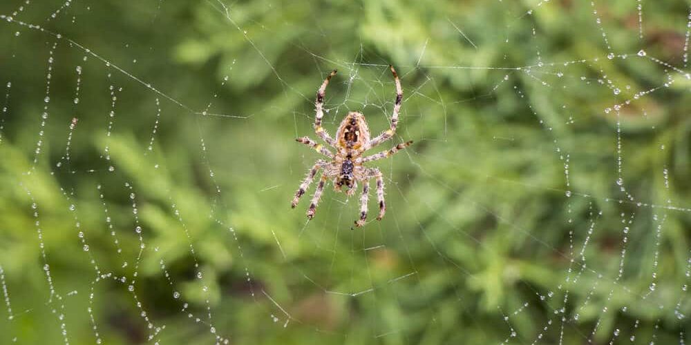 Garden spiders