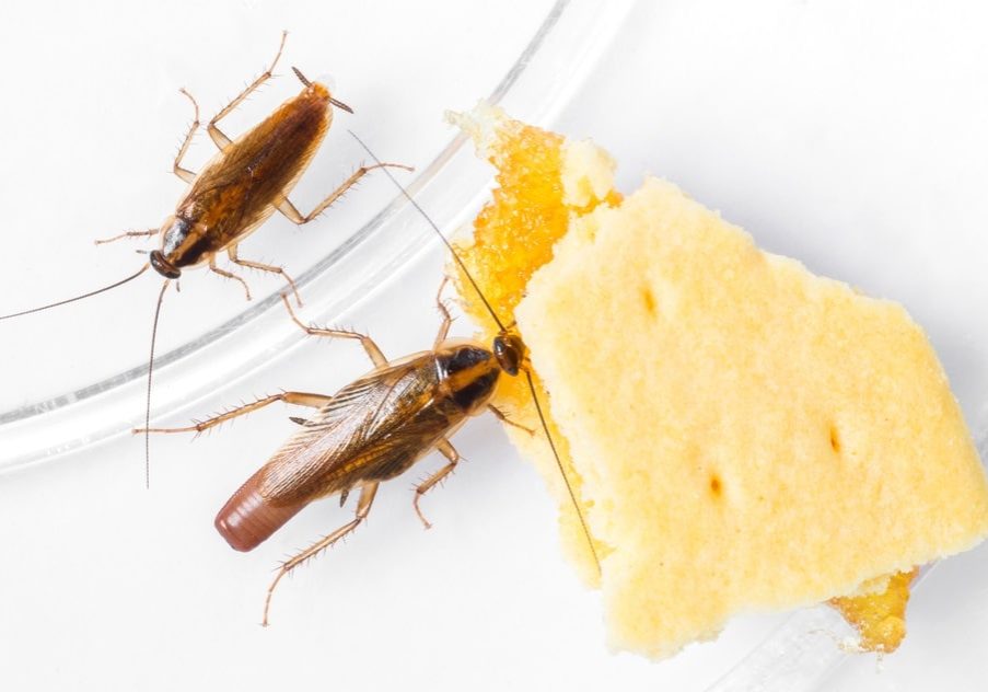German Cockroach in a domestic setting like a kitchen, showcasing its smaller size and light brown color