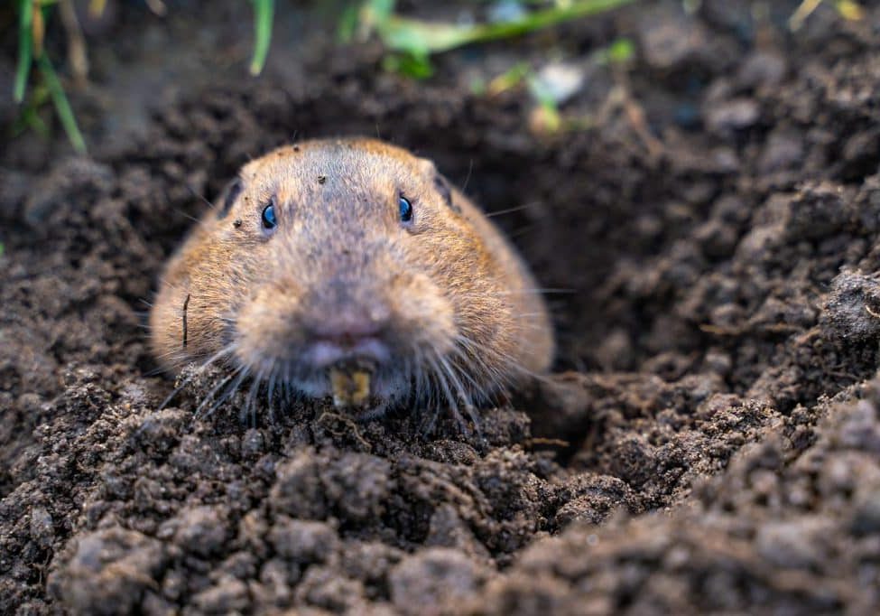 Valley Pocket Gopher